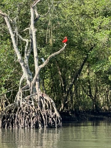 Guará-vermelho pousado em um galho no manguezal